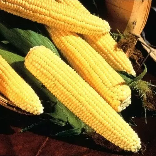 Какие поделки сделать из кукурузы своими руками. Просто и красиво