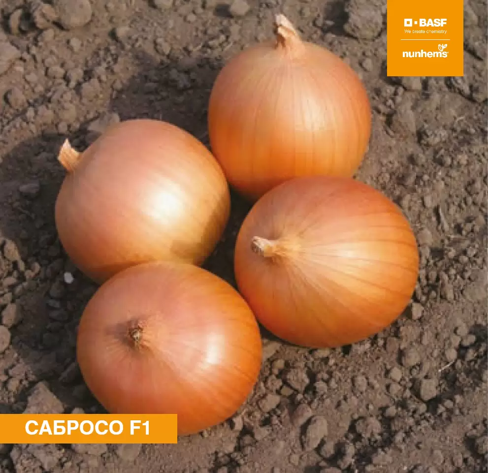 Купить Семена Лука В Краснодаре