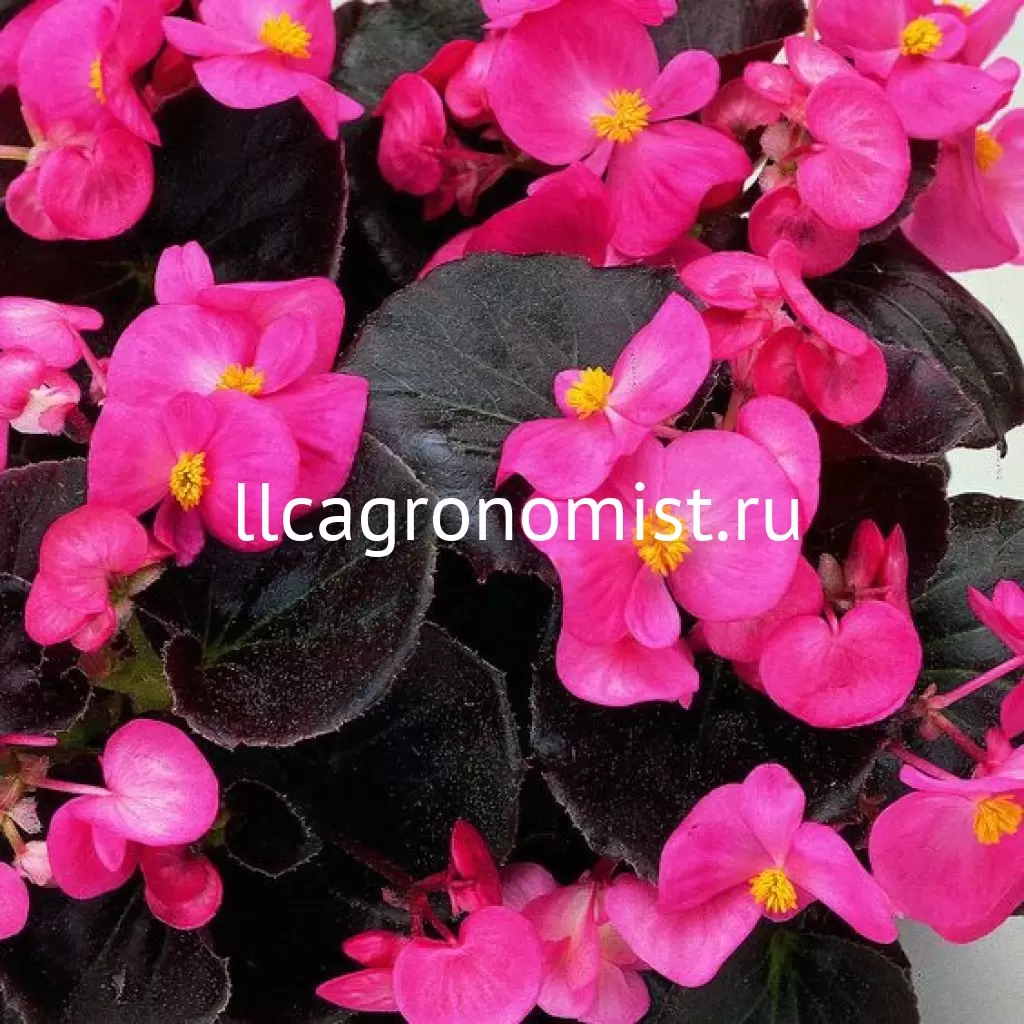 Begonia Semperflorens Bada Boom
