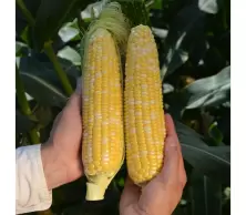 Семена кукурузы — купить в Краснодаре